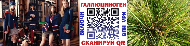 Купить где  Красноармейск  Галлюциногенные грибы Psilocybe 